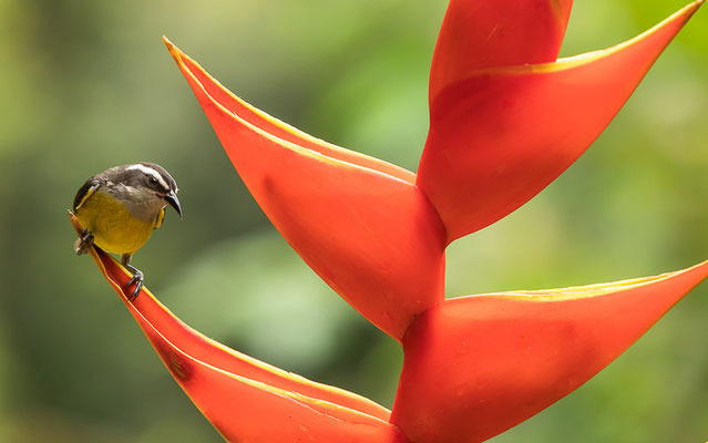 Zuckervogel (Coereba flaveola)
