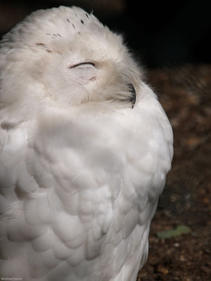 Schnee-Eule (Bubo scandiacus)