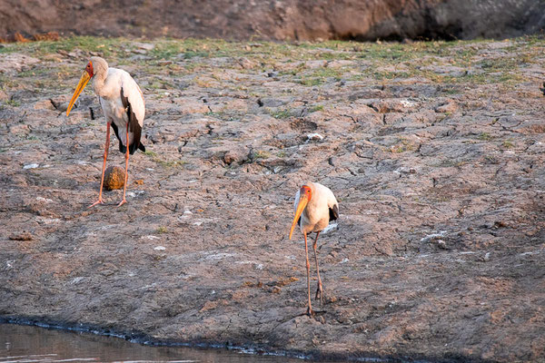 Nimmersatt (Mycteria ibis)