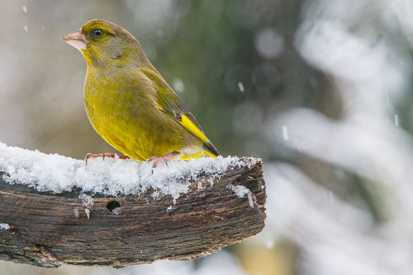 Grünfink (Chloris chloris)