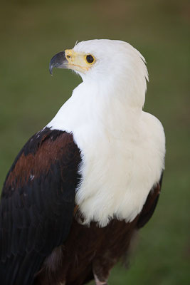 Schreiseeadler  (Haliaeetus vocifer)