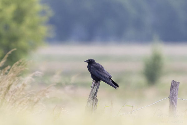 Rabenkrähe (Corvus corone) 