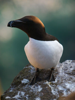 Tordalk (Alca torda)