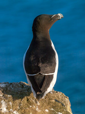 Tordalk (Alca torda)