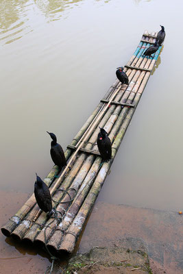 Kormoran (Phalacrocorax carbo) - aufgenommen in China