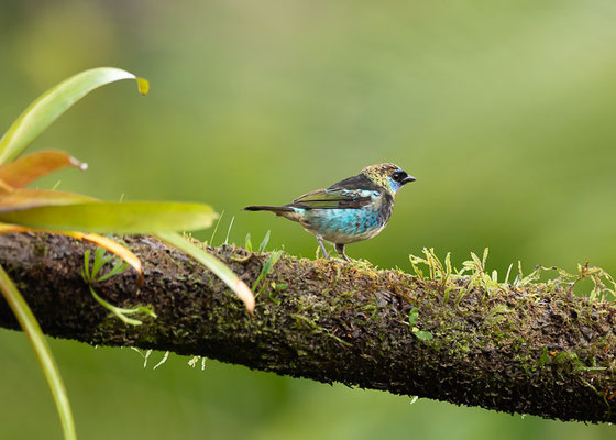 Purpurmaskentangare (Stilpnia larvata)