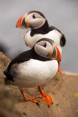 Papageitaucher (Fratercula arctica)