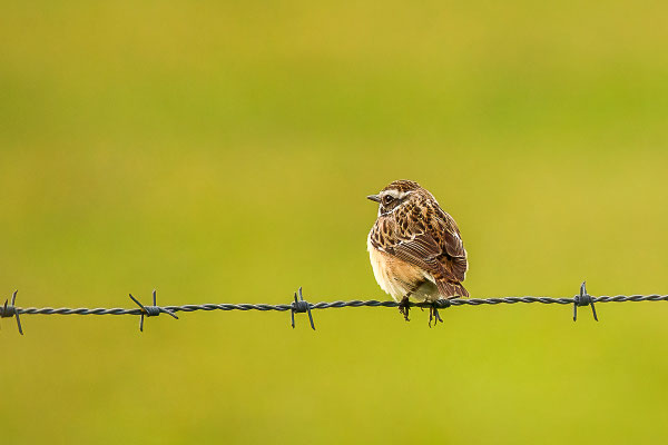 Braunkehlchen (Saxicola rubetra)