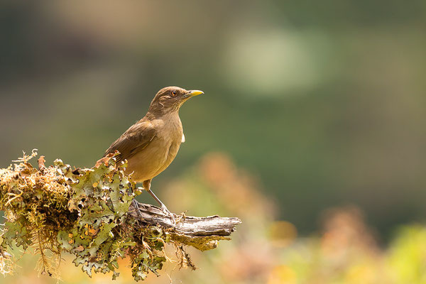 Gilbdrossel (Turdus grayi)