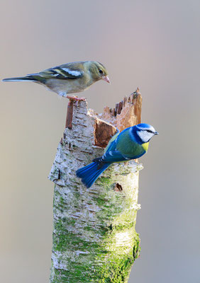 Buchfink (Fringilla coelebs) und Blaumeise