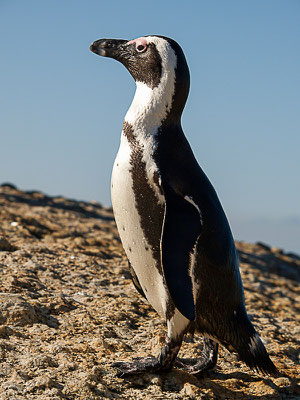 afrikanische Pinguin ( Spheniscus demersus) oder Kappinguin