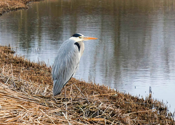 Graureiher (Ardea cinerea)