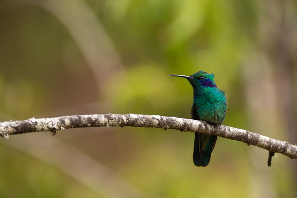 Berg-Veilchenohrkolibri (Colibri cyanotus)