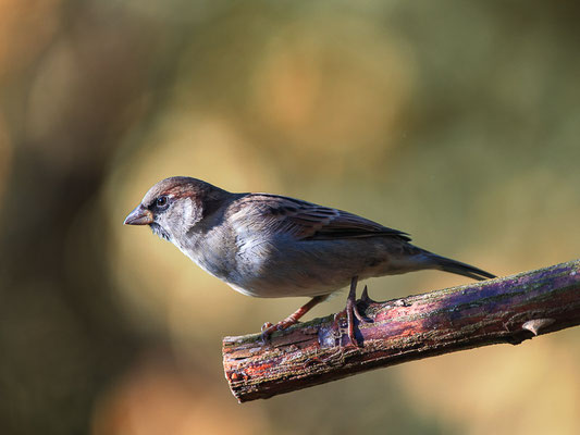 Haussperling (Passer domesticus)