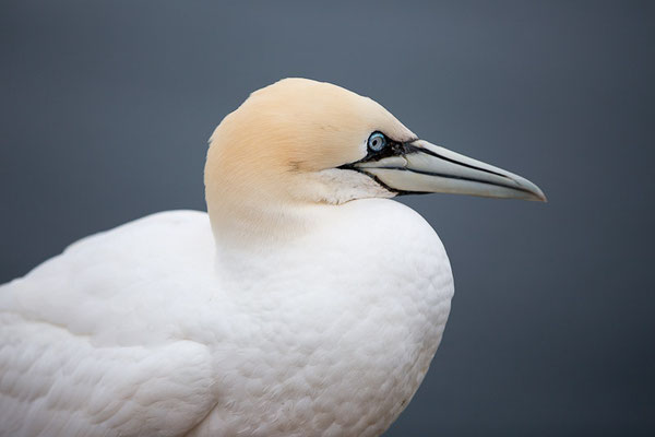 Basstölpel (Morus bassanus) auf Helgoland