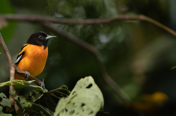 Baltimoretrupial (Icterus galbula), Männchen