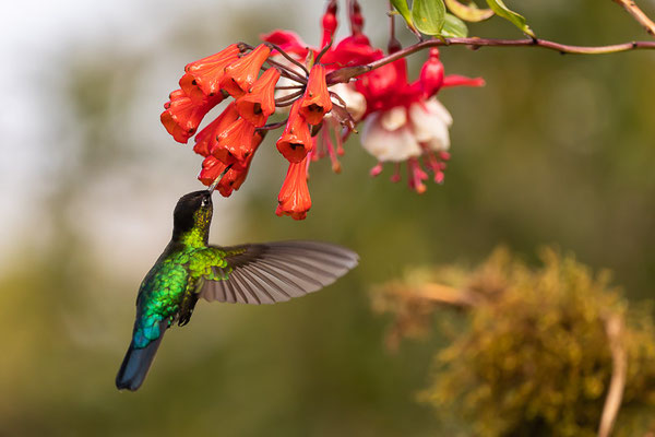 Feuerkehlkolibri (Panterpe insignis)