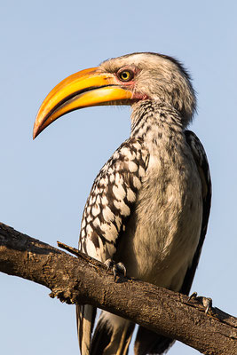 Gelbschnabeltoko (Tockus leucomelas) in Namibia 2017