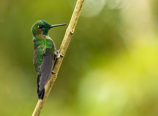 Grünstirn-Brillantkolibri  (Heliodoxa jacula)