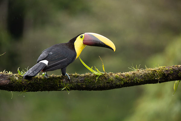 Braunrückentukan (Ramphastos ambiguus)