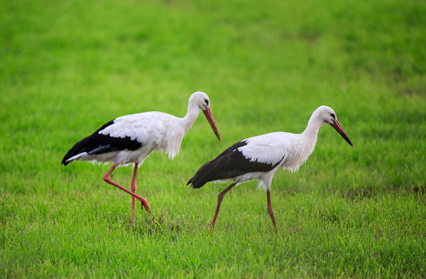 Weissstorch (Ciconia ciconia)