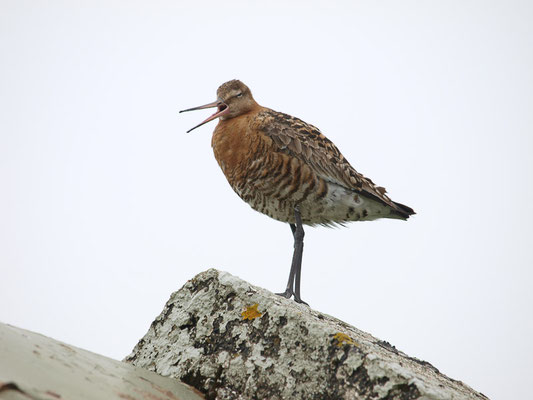  Uferschnepfe (Limosa limosa)