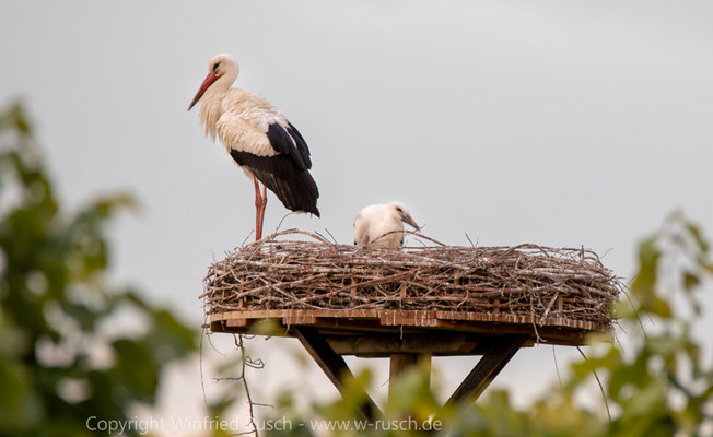 Weissstorch (Ciconia ciconia)