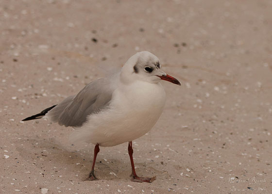 Lachmöwe  (Chroicocephalus ridibundus) 