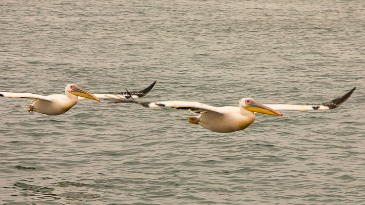 Rosapelikan (Pelecanus onocrotalus) in Namibia