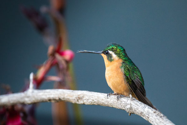 Purpurkehlnymphe (Lampornis calolaemus) - Weibchen