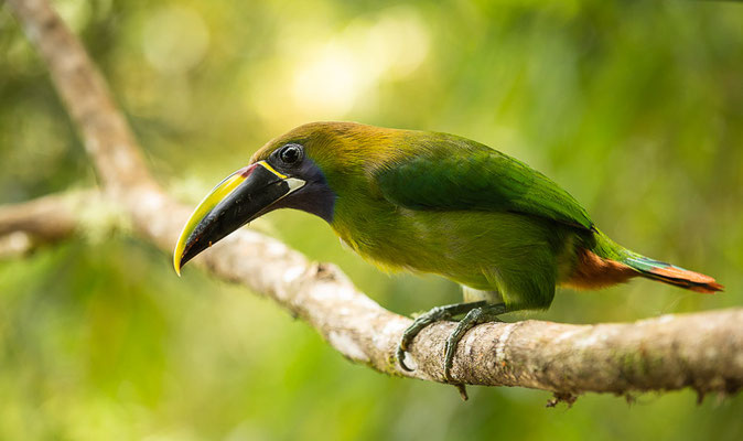 Blaukehlarassari (Aulacorhynchus caeruleogularis)