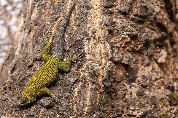 Malachitgrüner Stachelleguan (Sceloporus malachiticus)