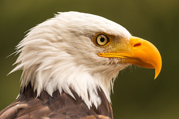 Weißkopfseeadler (Haliaeetus leucocephalus) 