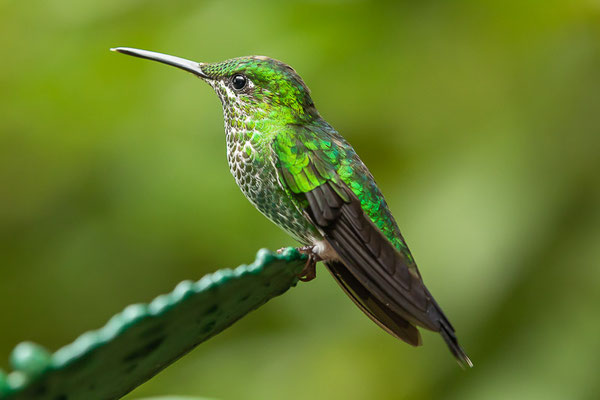 Grünstirn-Brillantkolibri  (Heliodoxa jacula) - Weibchen