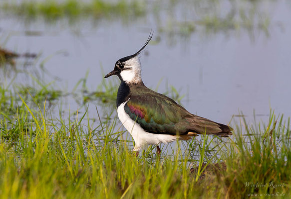 Kiebitz (Vanellus vanellus)