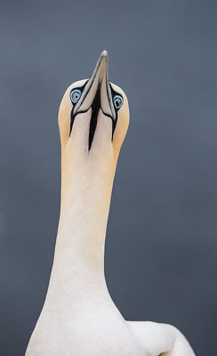 Basstölpel (Morus bassanus) auf Helgoland