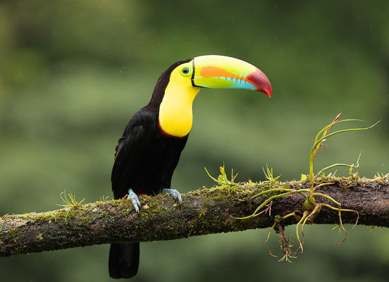 Fischertukan (Ramphastos sulfuratus)