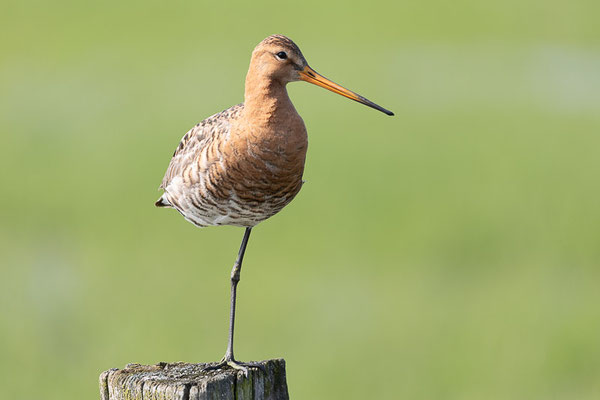  Uferschnepfe (Limosa limosa)