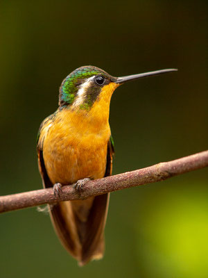 Purpurkehlnymphe (Lampornis calolaemus) - Weibchen