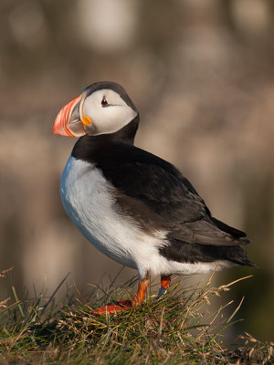 Papageitaucher (Fratercula arctica)