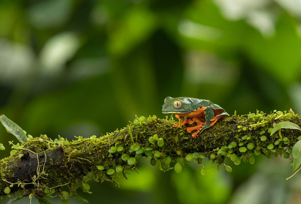 Laubfrosch (Cruziohyla calcarifer)