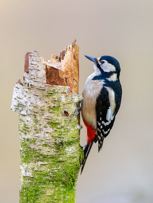 Buntspecht (Dendrocopos major)