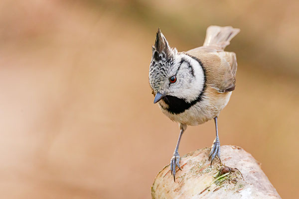 Haubenmeise (Lophophanes cristatus)