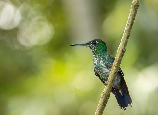 Grünstirn-Brillantkolibri  (Heliodoxa jacula)