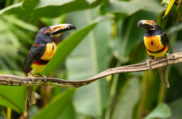 Halsbandarassari (Pteroglossus torquatus) 