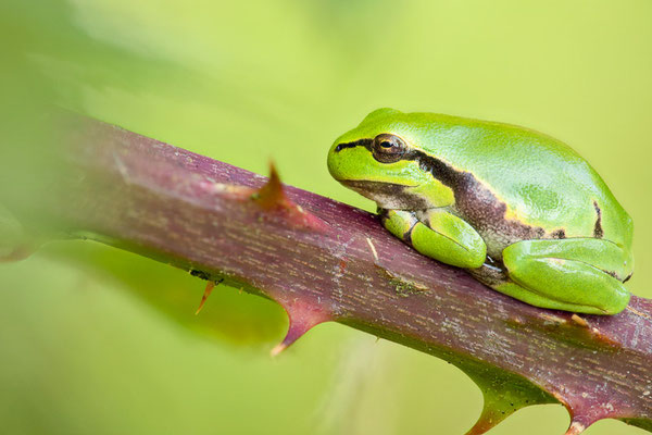 Europäische Laubfrosch (Hyla arborea) 