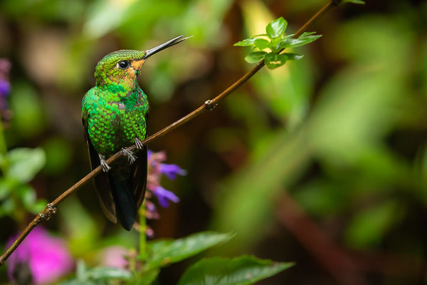 Grünstirn-Brillantkolibri  (Heliodoxa jacula)  