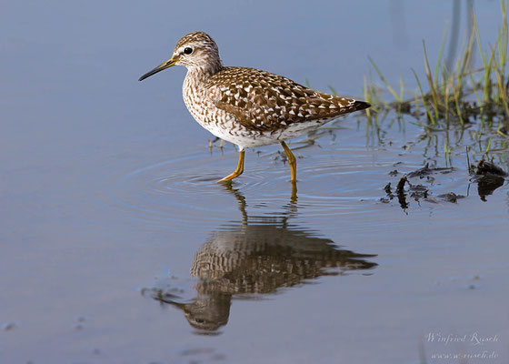 Bruchwasserläufer (Tringa glareola)