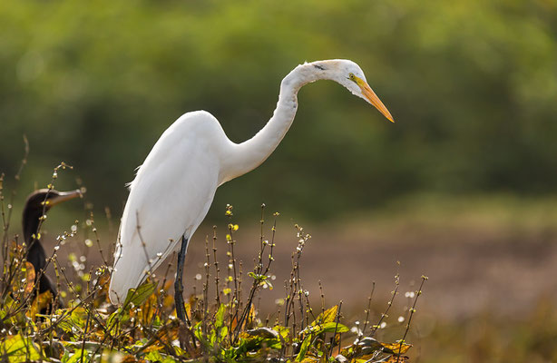 Silberreiher (Ardea alba)