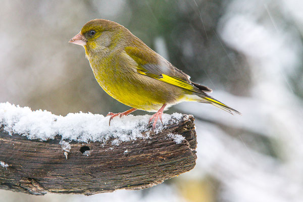 Grünfink (Chloris chloris)